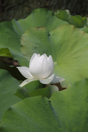[金門]荷花