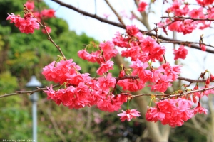 山櫻花