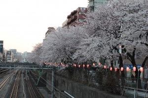 櫻花