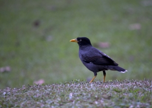 55-250mm 打鸟~