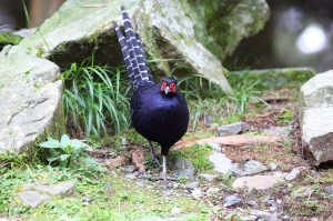 帝雉