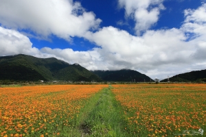 宜蘭 南澳 冬季花海