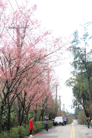 三芝&nbsp;&nbsp;塞車賞櫻花