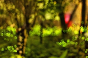 再訪牛伯伯螢火蟲