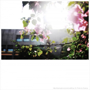 Those Sunny Days