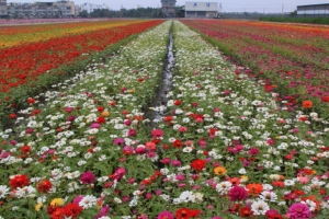 橋頭花田