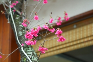 南投意外遇見櫻花