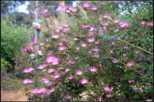 [正名]不是櫻花是馬纓花,但第二種呢?