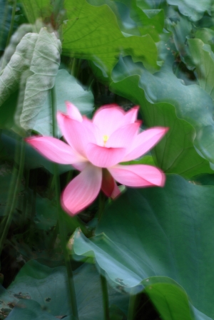 至德園‧暮夏荷宴