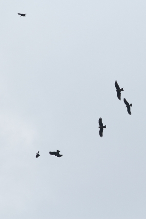 基隆港拍黑鳶(2)