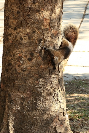 松鼠 IN 清華大學(2014-01-22)