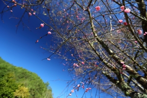 武陵農場賞梅花