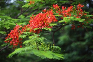 鳳凰花開的季節