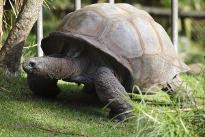 動物園隨拍 - 走獸篇