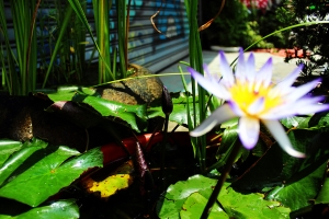 顧路後的產品~燕子+花+風景
