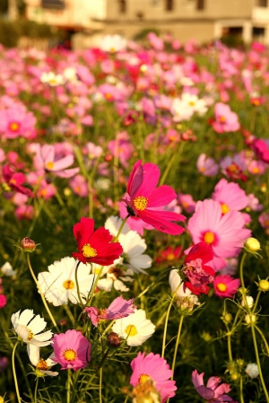 竹北麻園 波斯菊花海