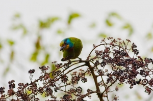福山五色鳥
