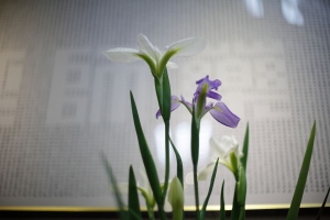 花朝賞花 拍拍花