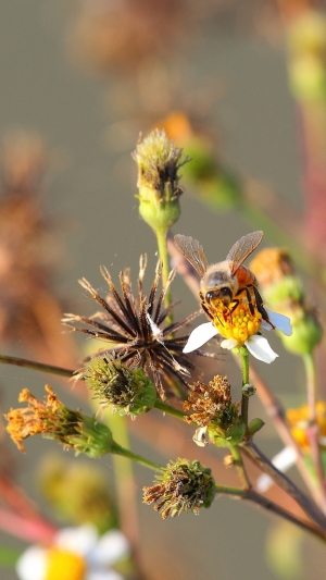 小小白_Bee&Flower
