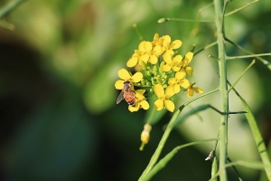 只有蜜蜂