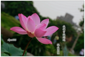 荷花的新人帖(四)