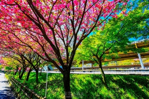 日本立山黑部行【淡墨花煙青水映】