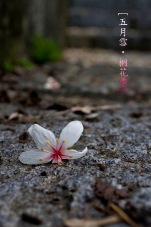 內灣桐花季