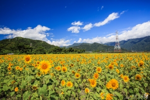 南澳 夏季向日葵花田