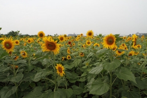 2012橋頭花海
