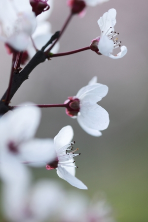 Zeiss Makro-Planar 100/2 ZE 拍花