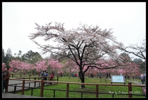 阿里山櫻花