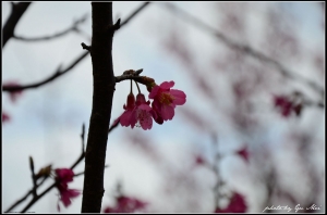 他吼.花不說話!