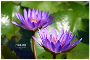 蓮
