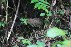 杉林溪的鳥...滷蛋
