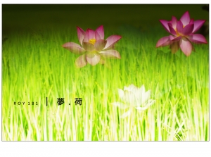 R O Y 1 8 0 │ 夢 . 荷