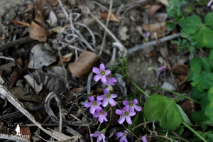 ☀☀☀ 18-55的"小品"味 ☀☀☀