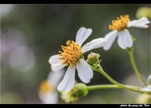 ::: 小野花   small Wildflowers :::   by 鄉民