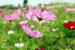 家鄉的花開了~屏東大主鋤農場~波斯菊