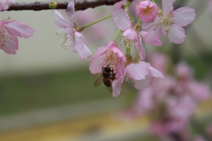 入手650D~隨手拍~ (照片以上傳了)