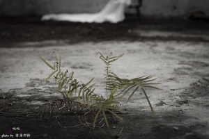 『失色』by 情為何物