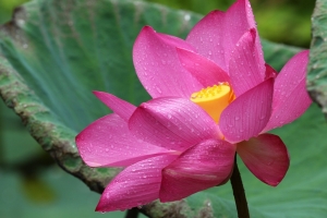 快被小白兔毒死了!(高雄市立美術館蓮花池)