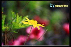 農家花圃隨拍
