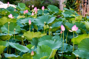 夏荷