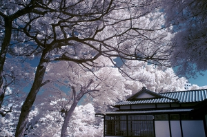 新竹公園IR