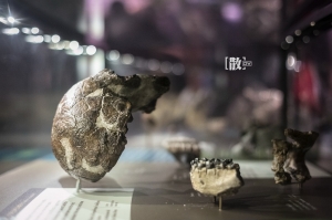 ::: Love Bokeh 散散惹人愛 [六] by DV :::