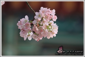 2012櫻戀。天元宮