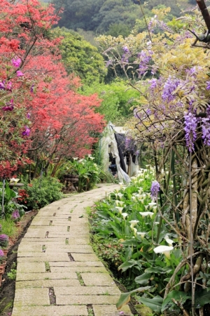 2013 竹子湖海芋季