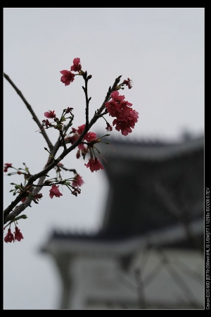 中正紀念堂賞櫻