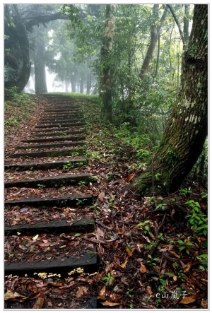 中之關古道 (驚豔毛地黃)