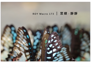 ROY Macro 173 │ 眾 蝶 。 靜 靜